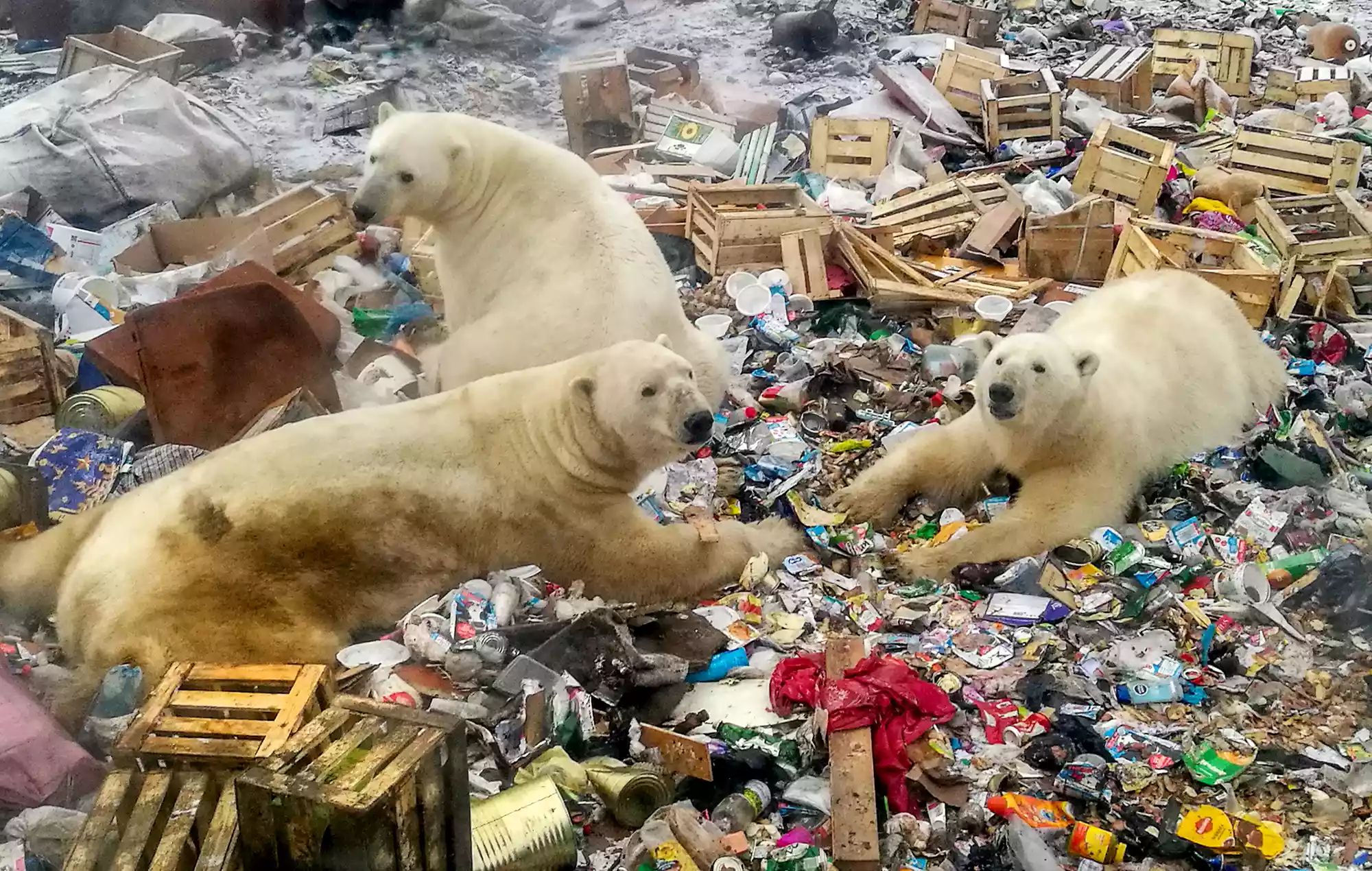 Your Phone Upgrade Is Bad News for Polar Bears